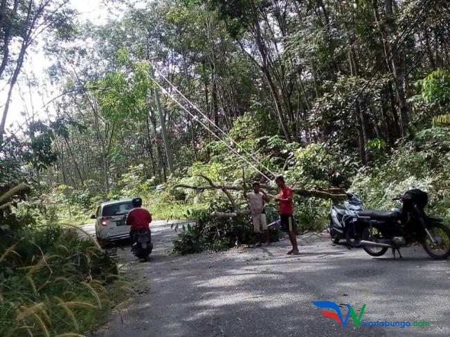 Pohon Tumbang menimpa Kabel Listrik PLN.